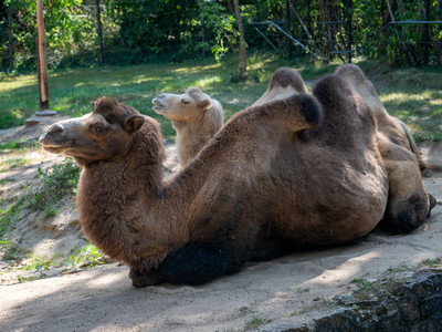 Kamele im Zoo Aschersleben