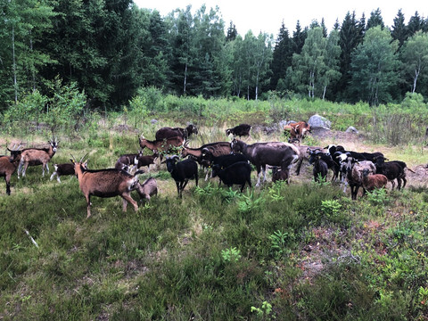 Schafherde im Heide- und Moorwald am Filzteich