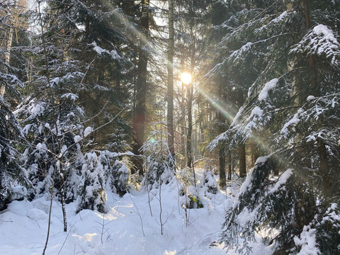 Winterwald im Bielatal