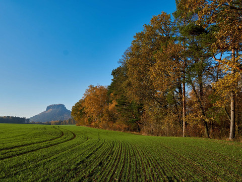 Gohrischer Folgenweg mit Blick zum Lilienstein