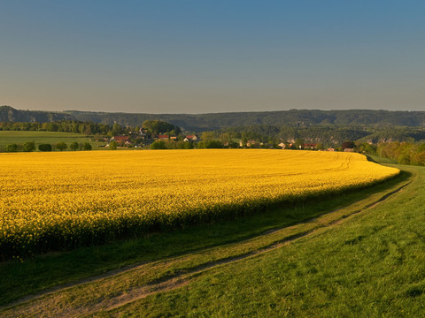 Zwischen Thürmsdorf und Weißig