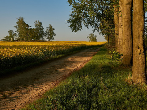 Zwischen Thürmsdorf und Weißig