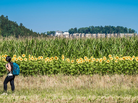Wanderweg zum Pfaffenstein
