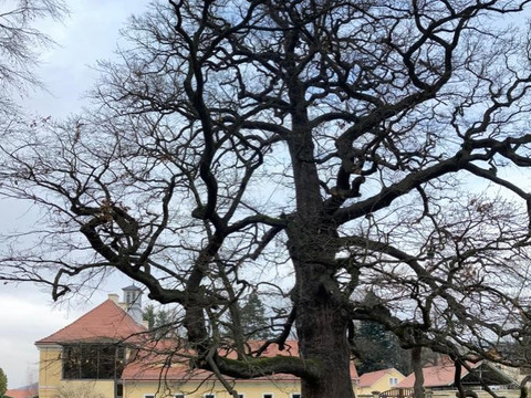 450jährige Eiche