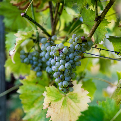 Weinanbau in der Holsteinischen Schweiz © sh-tourismus.deMOCANOX.jpg
