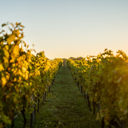 Weinanbau in der Holsteinischen Schweiz © sh-tourismus.deMOCANOX_1.jpg