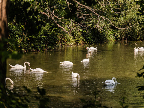 Schwäne am Teich bei Koselitz