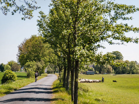 Schäfer an der Via Regia