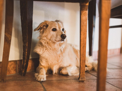 Hunde Herzlich Willkommen