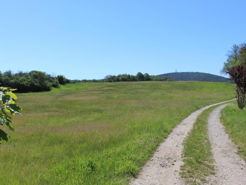 Huttungswiesen Reichenau