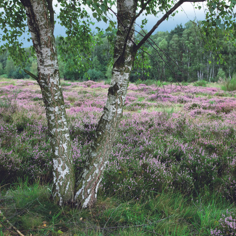 Blick auf die Wahner Heide