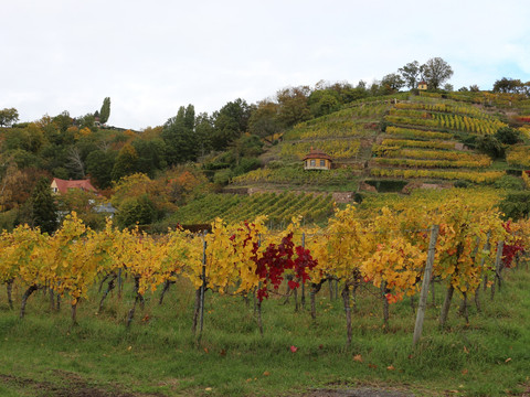 Bilck auf die Steillage vom Weingut Drei Herren