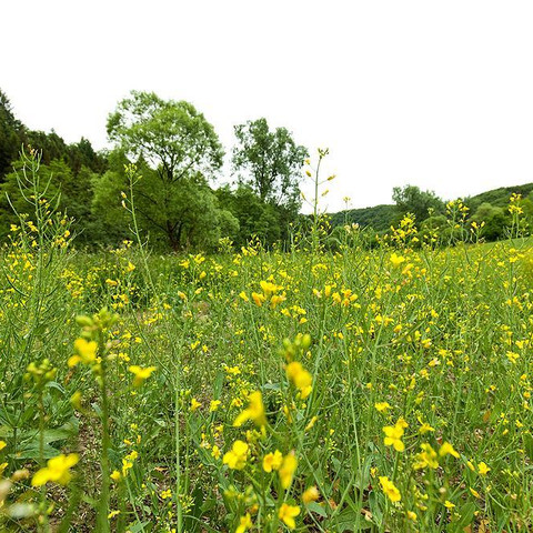 Sommerwiese an der Nister