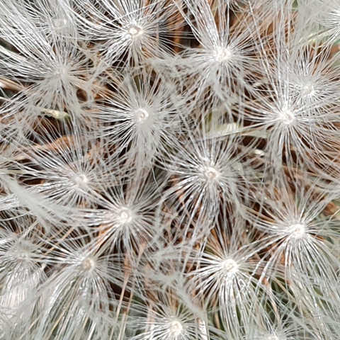 Pusteblume