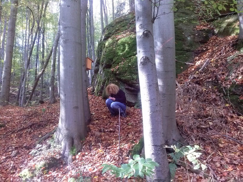 Im Buchenwald bei Dörfel