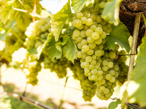 Weinreben in Radebeul