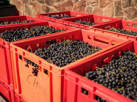 Weinernte in Radebeul