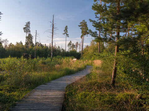 Moorerlebnispfad im Pöllwitzer Wald