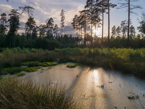 Moorerlebnispfad im Pöllwitzer Wald