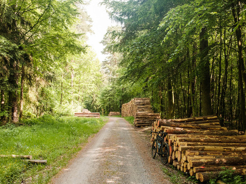 Waldwege rund um Moritzburg - hier auf dem HC-Weg