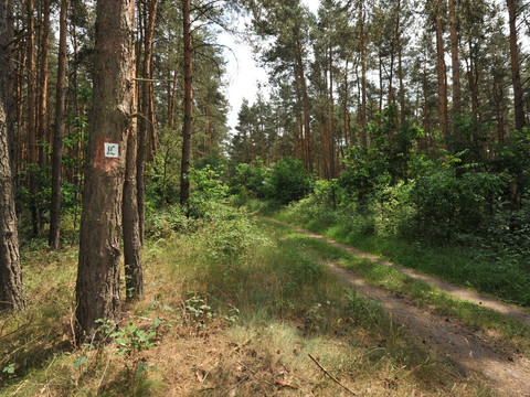 Lutherweg zwischen Löbnitz und Bad Düben