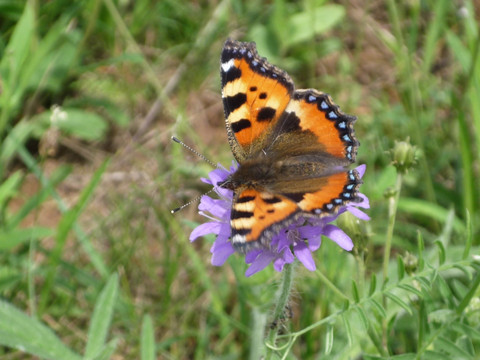 Schmetterling © TI Bad Düben