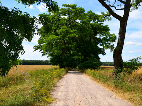 Lutherweg Sachsen Dahlener Heide