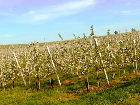 Baumblüte bei Ablass Sornzig