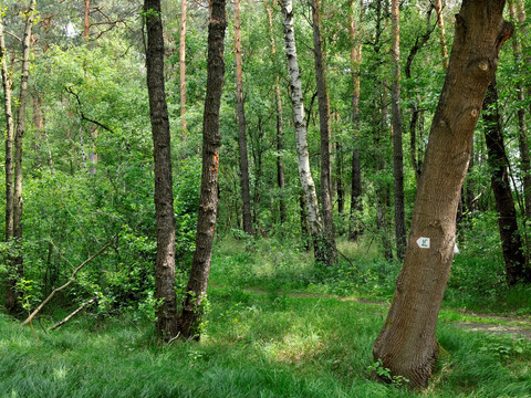 Lutherweg Schnaditzer Wald