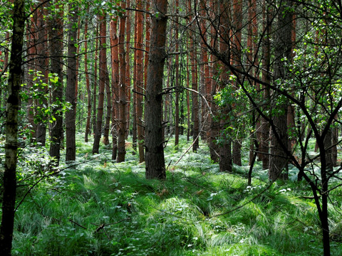 Lutherweg Tiefenseer Wald
