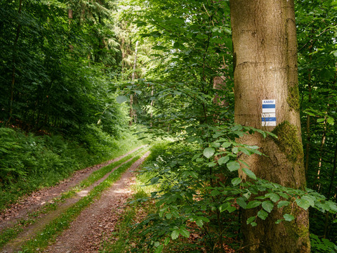Waldweg bei Olbernhau
