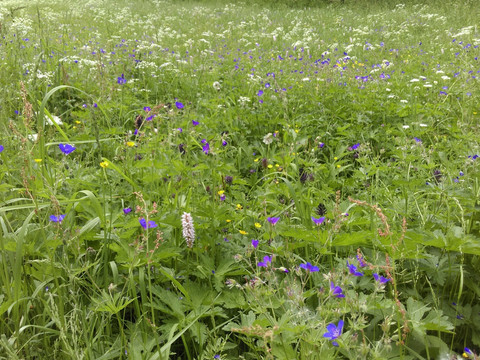 Bergwiese in Satzung