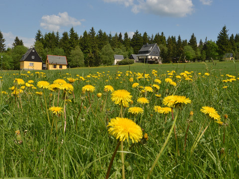 Blick auf Schellerhau