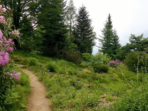 Botanischer Garten Schellerhau