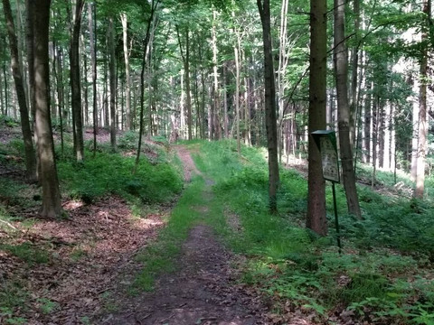 Naturlehrpfad Richtung Hennersdorf