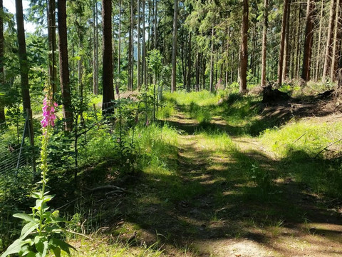 Hennersdorfer Knochenrundweg