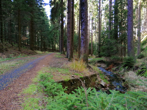 Waldwege in der Nähe von Oberbärenburg