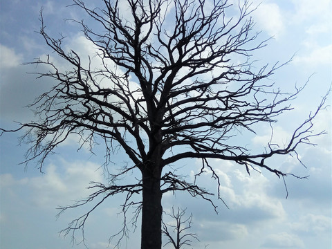 Wiesen am Naturerlebnispfad Guttauer Teiche und Olbasee