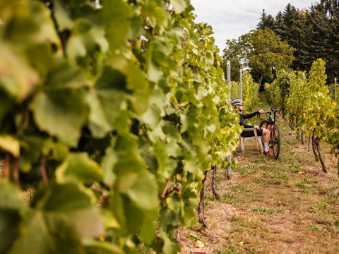 Im Königlichen Weinberg Weinböhla