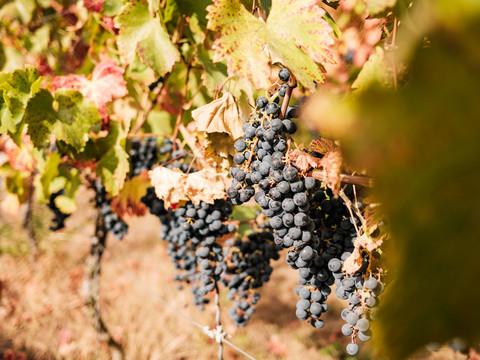 Trauben im Weinanbaugebiet Meißen