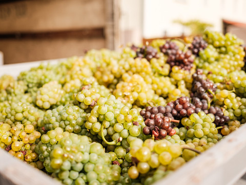 Geerntete Trauben