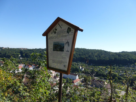 Lehrtafel Naturlehrpad Stadtwald Meißen