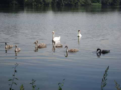 Neues Leben auf dem Teich - Schwäne