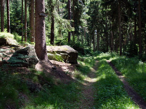 Auf dem niederen Kohlweg