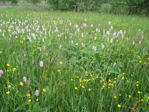 Blühende Bergwiesen in Fürstenau