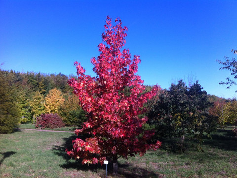 Amberbaum im Forstpark