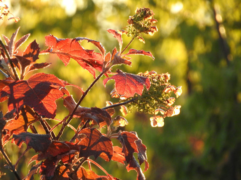 Eichenblättrige Hortensie im Forstgarten