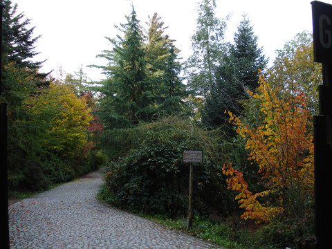 Herbst in der asiatischen Gehölzflora im Forstgarten