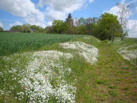Weg auf den Wachtelberg