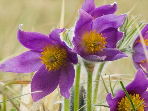 Kuhschelle im Naturschutzgebiet "Wachtelberg-Mühlbachtal"